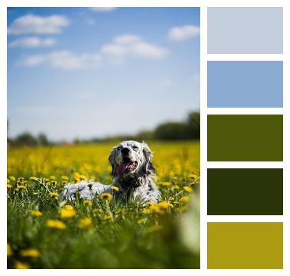 English Setter Animal Dog Image